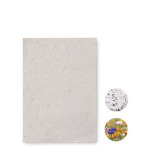 List A6 so semienkami kvetov > biela