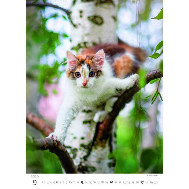 Nástenný kalendár (Mačičky 2026) - 24 x 33 cm