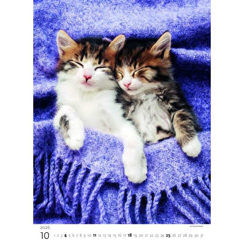 Nástenný kalendár (Mačičky 2026) - 24 x 33 cm
