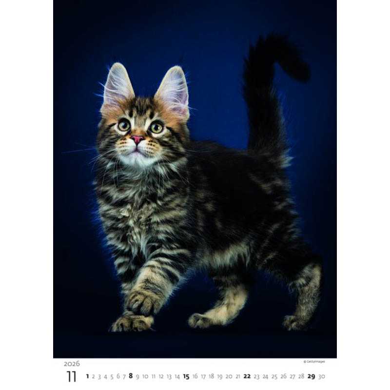 Nástenný kalendár (Mačičky 2026) - 24 x 33 cm
