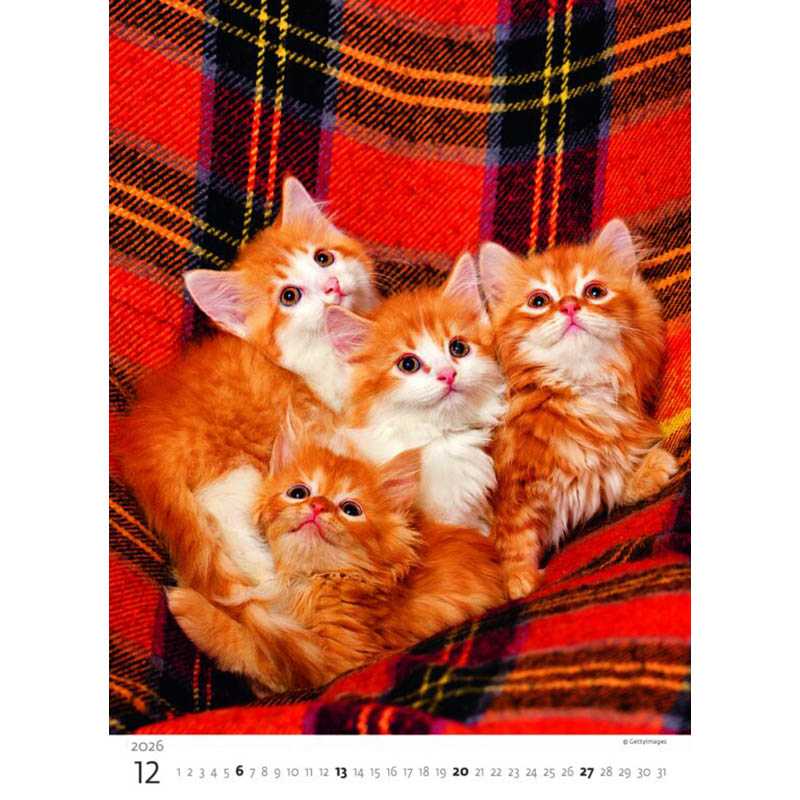 Nástenný kalendár (Mačičky 2026) - 24 x 33 cm