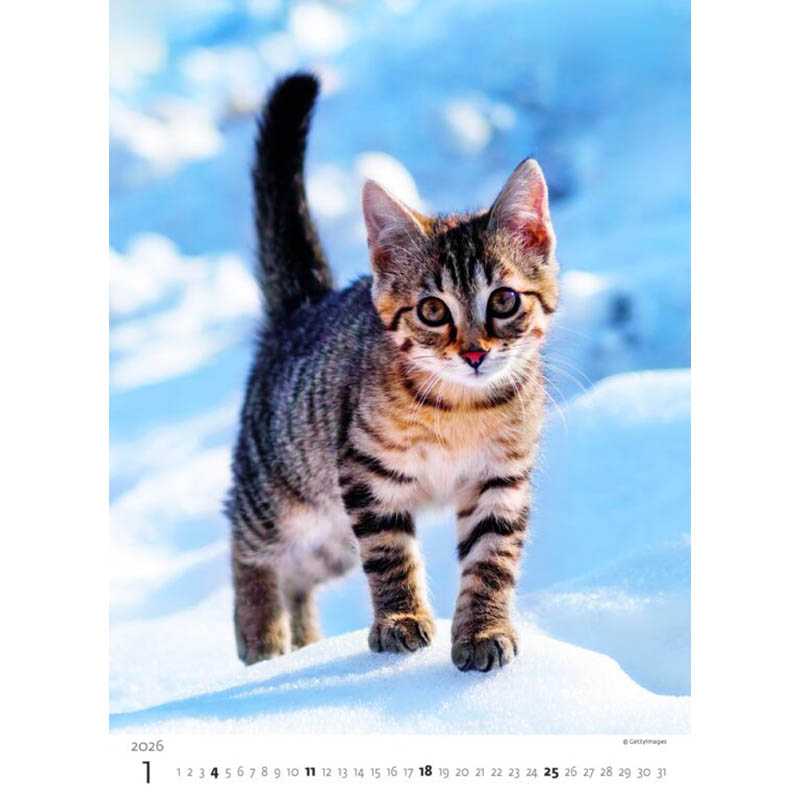 Nástenný kalendár (Mačičky 2026) - 24 x 33 cm