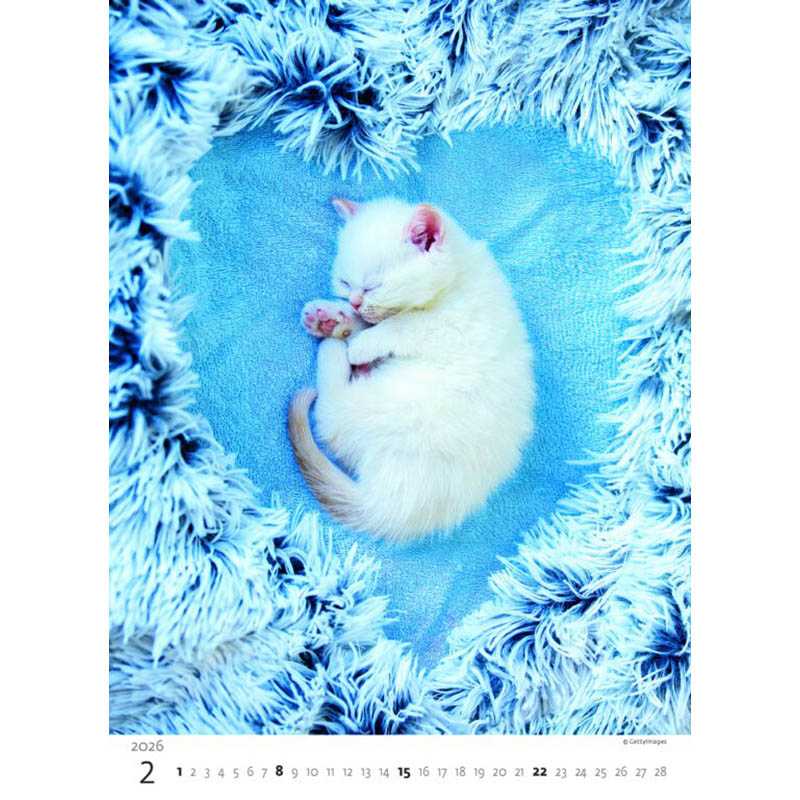 Nástenný kalendár (Mačičky 2026) - 24 x 33 cm