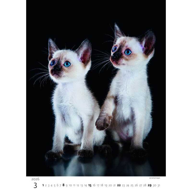 Nástenný kalendár (Mačičky 2026) - 24 x 33 cm