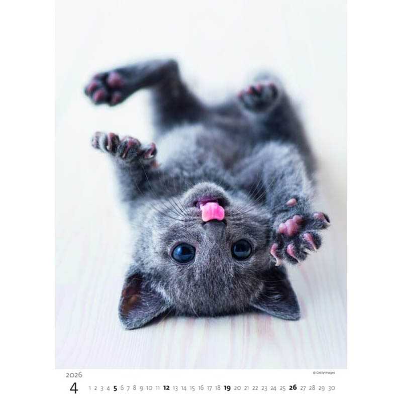 Nástenný kalendár (Mačičky 2026) - 24 x 33 cm