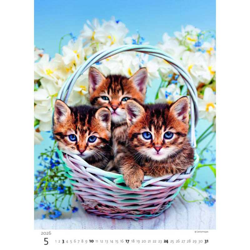 Nástenný kalendár (Mačičky 2026) - 24 x 33 cm
