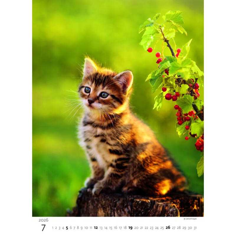 Nástenný kalendár (Mačičky 2026) - 24 x 33 cm