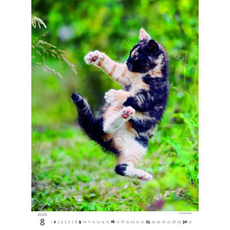 Nástenný kalendár (Mačičky 2026) - 24 x 33 cm