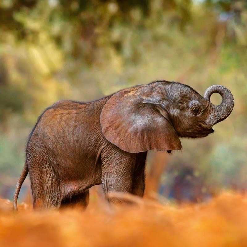 Nástenný kalendár (Mláďatá 2026) - 30 x 30 x 1 cm