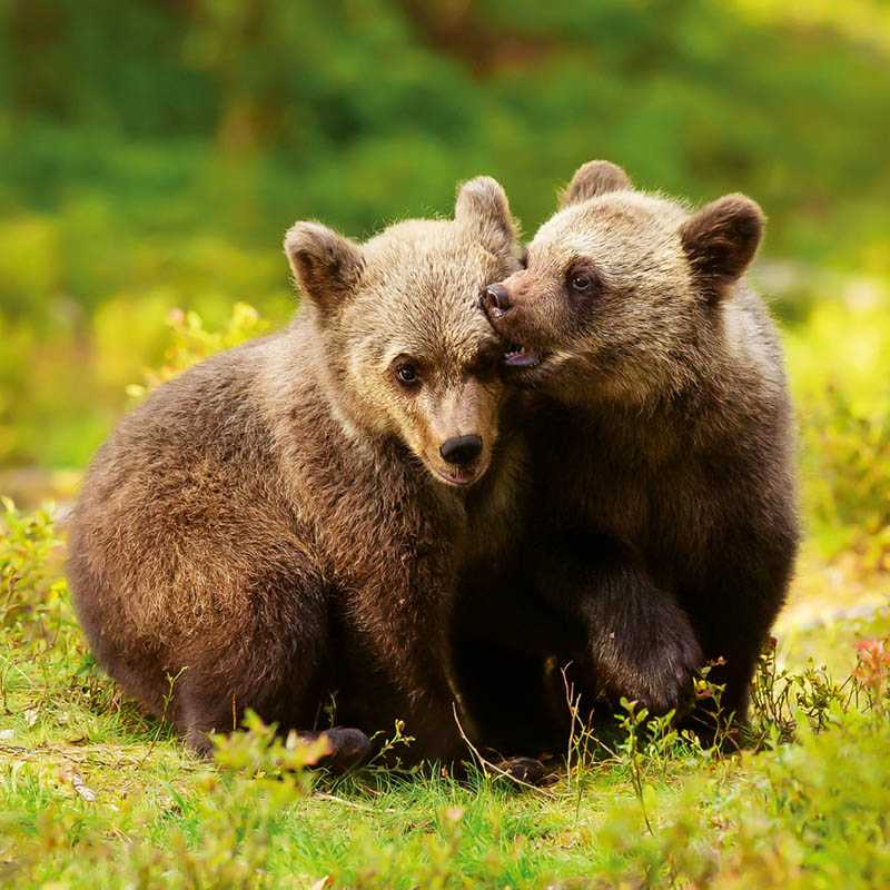 Nástenný kalendár (Mláďatá 2026) - 30 x 30 x 1 cm