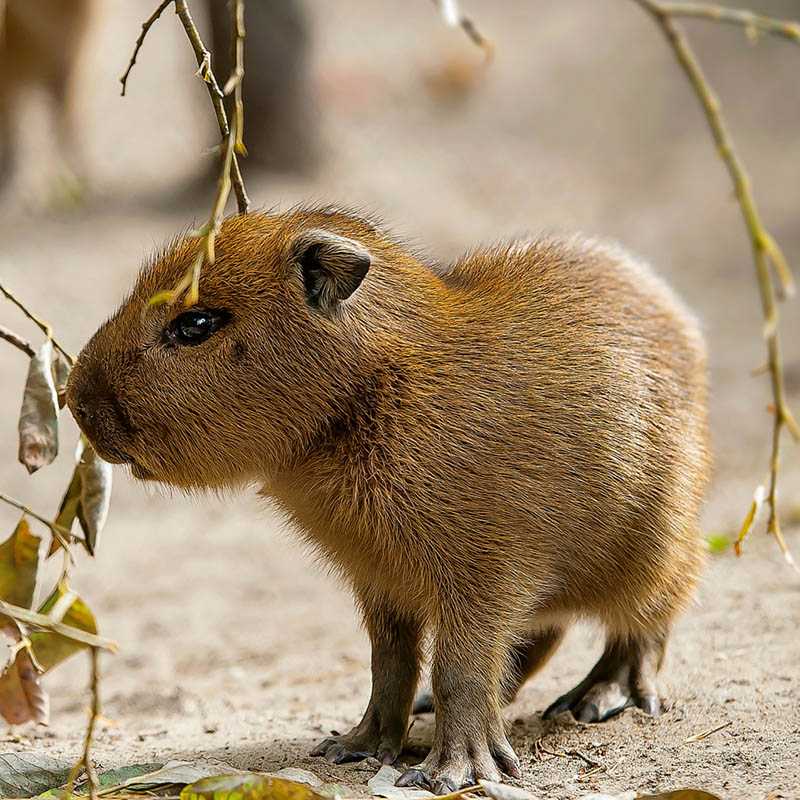 Nástenný kalendár (Mláďatá 2026) - 30 x 30 x 1 cm