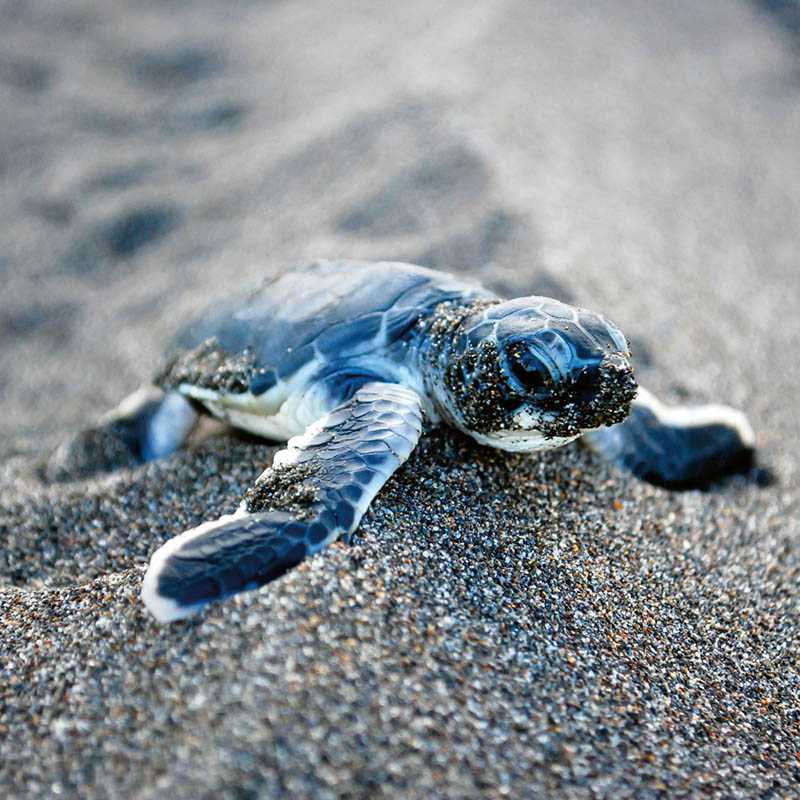 Nástenný kalendár (Mláďatá 2026) - 30 x 30 x 1 cm