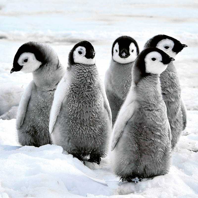 Nástenný kalendár (Mláďatá 2026) - 30 x 30 x 1 cm