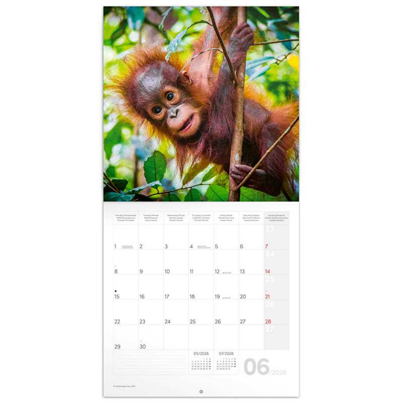 Nástenný kalendár (Mláďatá 2026) - 30 x 30 x 1 cm