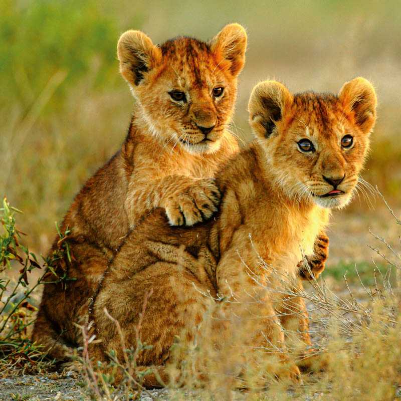 Nástenný kalendár (Mláďatá 2026) - 30 x 30 x 1 cm