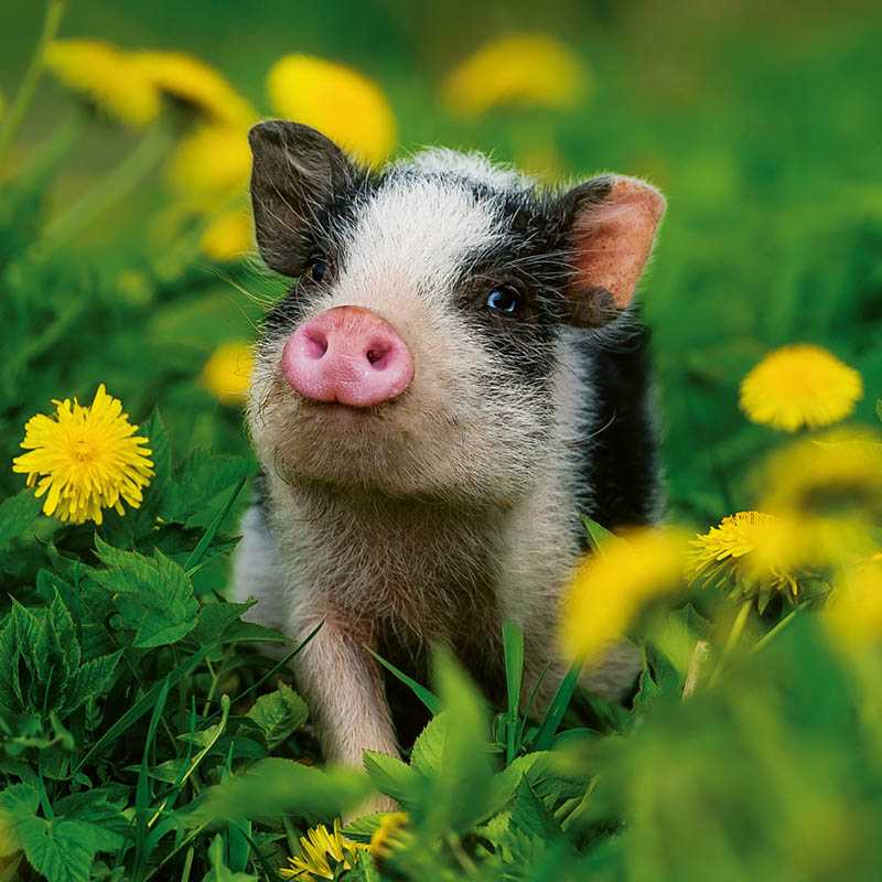 Nástenný kalendár (Mláďatá 2026) - 30 x 30 x 1 cm