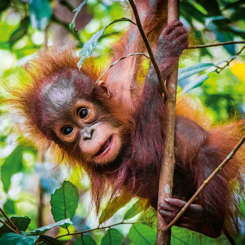 Nástenný kalendár (Mláďatá 2026) - 30 x 30 x 1 cm