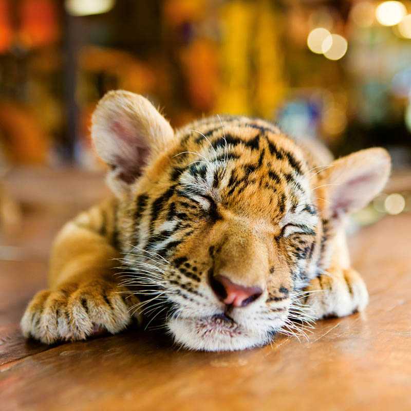 Nástenný kalendár (Mláďatá 2026) - 30 x 30 x 1 cm