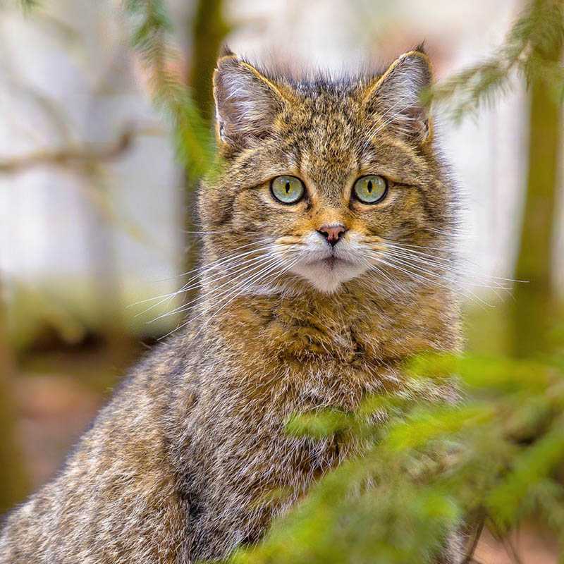 Nástenný kalendár (Mačky 2026) - 30 x 30 x 1 cm