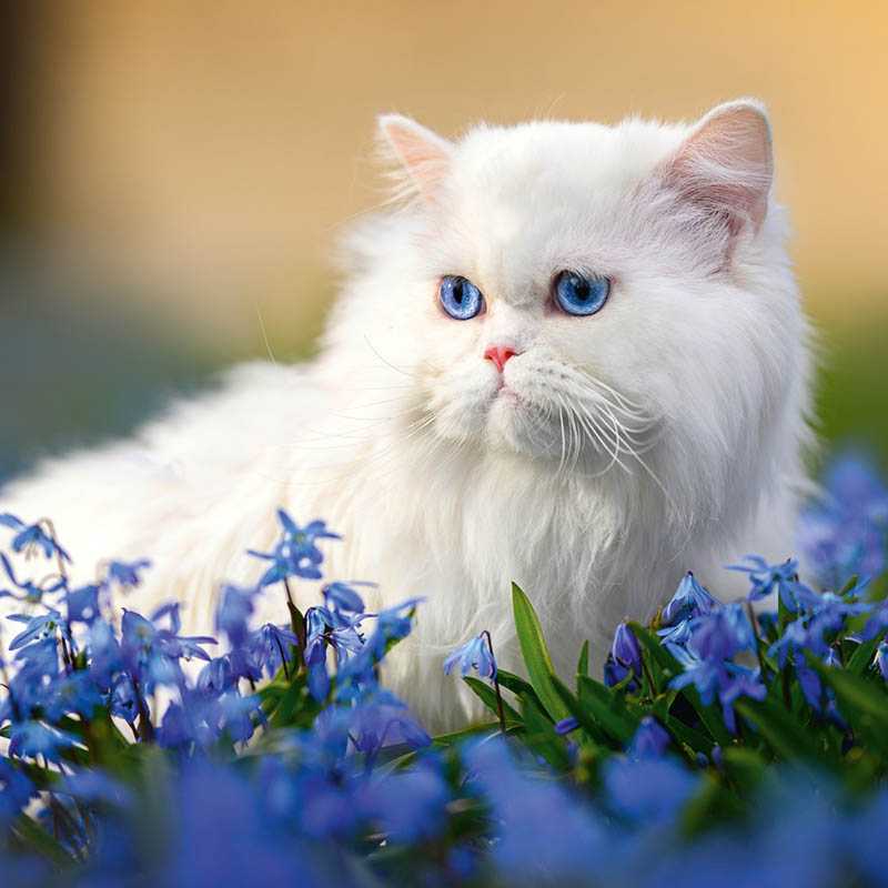 Nástenný kalendár (Mačky 2026) - 30 x 30 x 1 cm