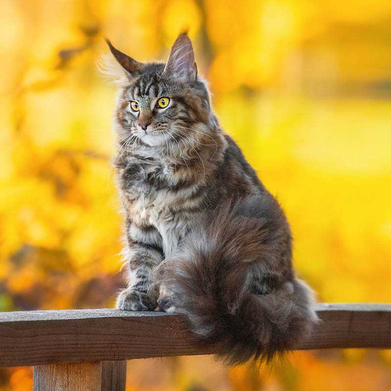 Nástenný kalendár (Mačky 2026) - 30 x 30 x 1 cm