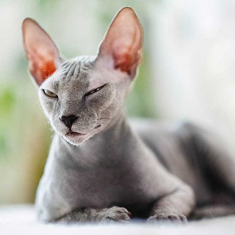 Nástenný kalendár (Mačky 2026) - 30 x 30 x 1 cm