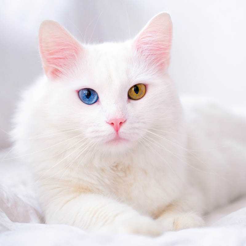 Nástenný kalendár (Mačky 2026) - 30 x 30 x 1 cm