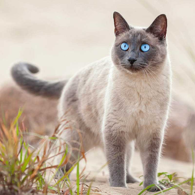 Nástenný kalendár (Mačky 2026) - 30 x 30 x 1 cm