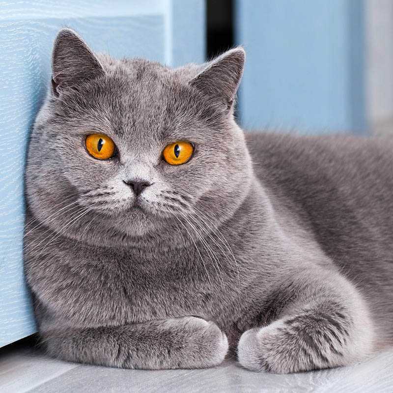 Nástenný kalendár (Mačky 2026) - 30 x 30 x 1 cm