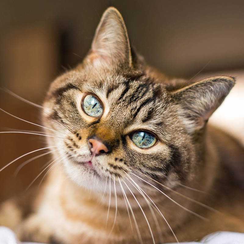 Nástenný kalendár (Mačky 2026) - 30 x 30 x 1 cm