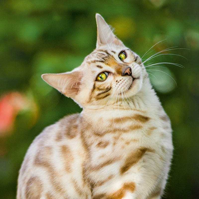 Nástenný kalendár (Mačky 2026) - 30 x 30 x 1 cm