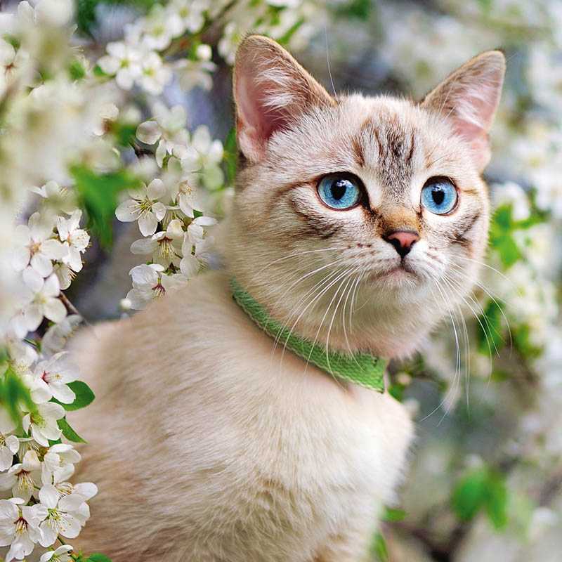 Nástenný kalendár (Mačky 2026) - 30 x 30 x 1 cm