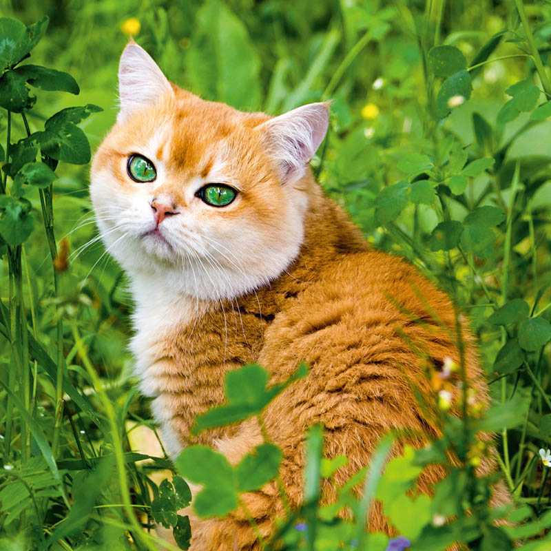 Nástenný kalendár (Mačky 2026) - 30 x 30 x 1 cm