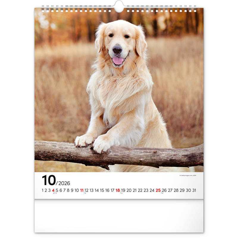 Nástenný kalendár (Psy 2026) - 30 x 34 x 1 cm