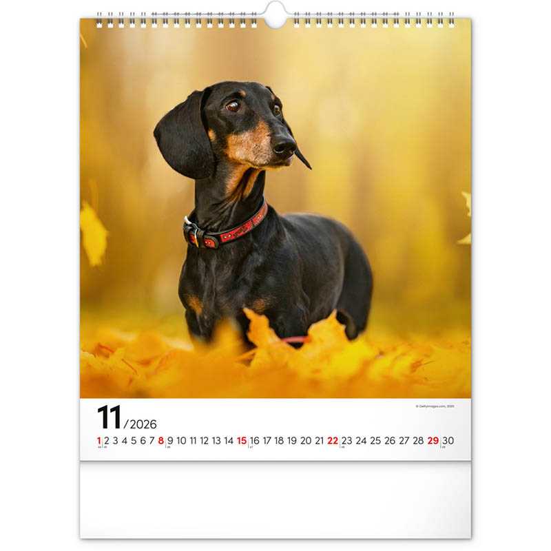 Nástenný kalendár (Psy 2026) - 30 x 34 x 1 cm