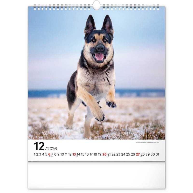 Nástenný kalendár (Psy 2026) - 30 x 34 x 1 cm