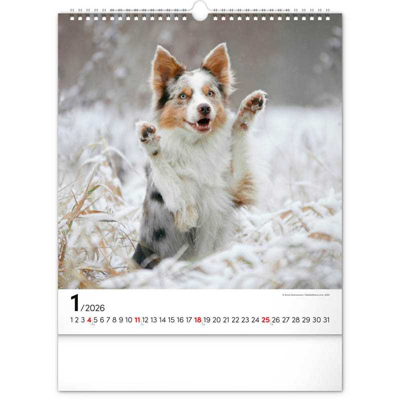 Nástenný kalendár (Psy 2026) - 30 x 34 x 1 cm