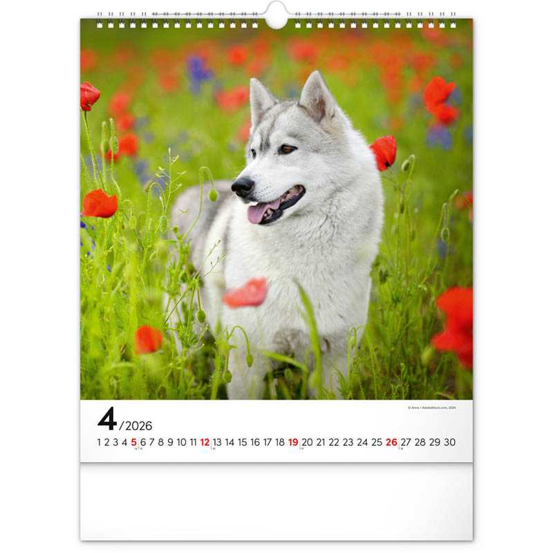 Nástenný kalendár (Psy 2026) - 30 x 34 x 1 cm