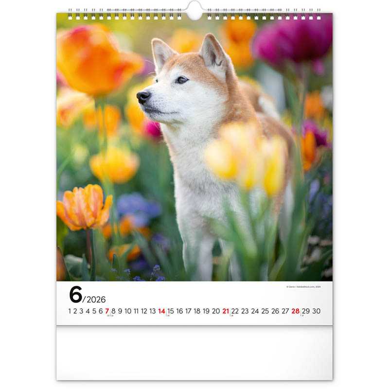 Nástenný kalendár (Psy 2026) - 30 x 34 x 1 cm