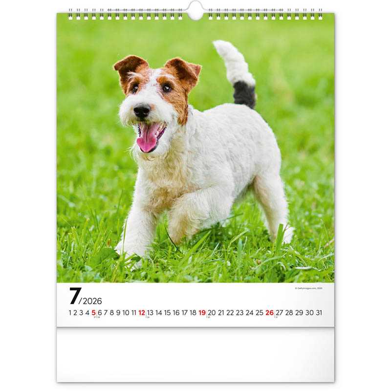Nástenný kalendár (Psy 2026) - 30 x 34 x 1 cm