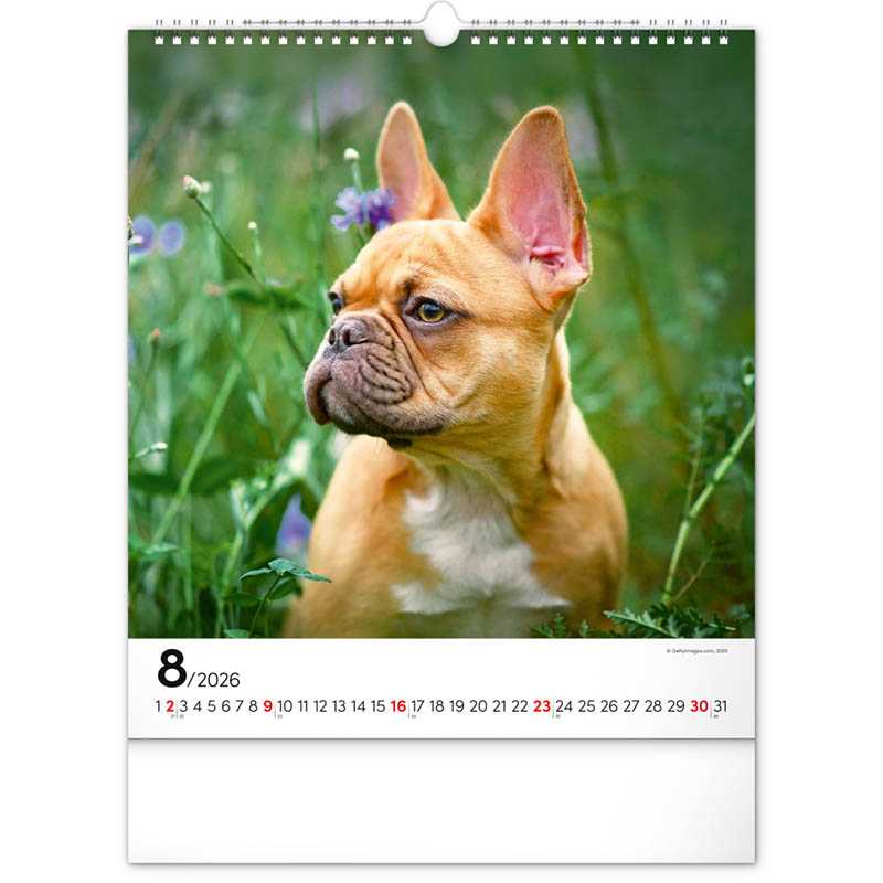 Nástenný kalendár (Psy 2026) - 30 x 34 x 1 cm