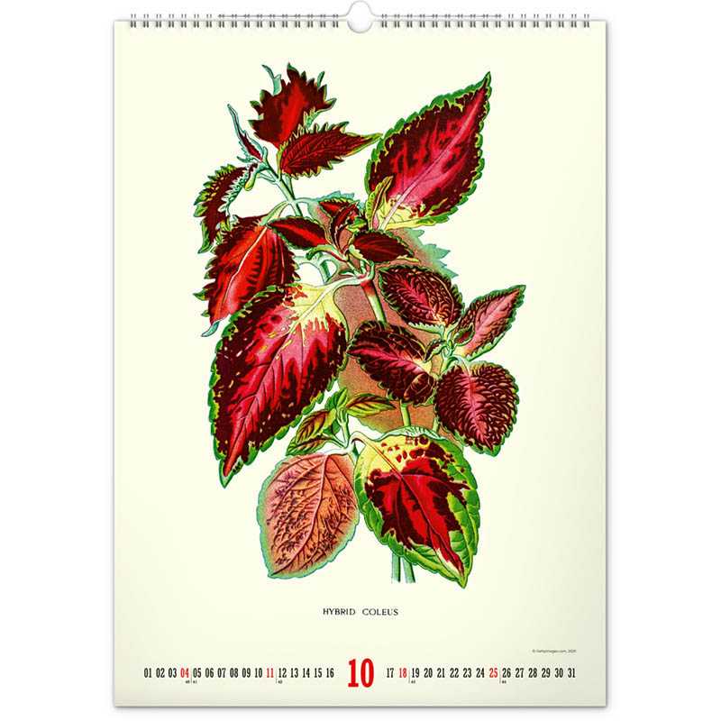 Nástenný kalendár (Vintage plagáty – herbár 2026) - 33 x 46 x 1 cm
