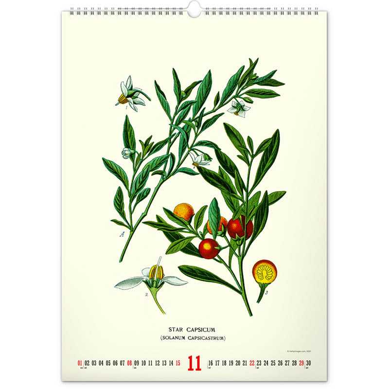 Nástenný kalendár (Vintage plagáty – herbár 2026) - 33 x 46 x 1 cm
