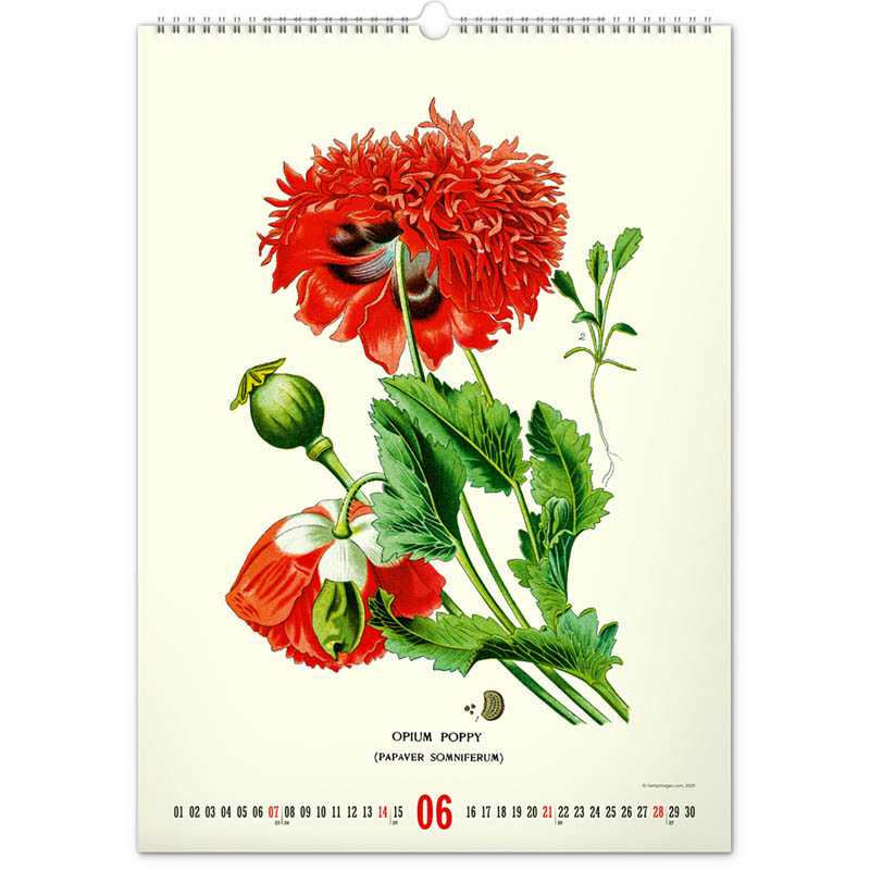 Nástenný kalendár (Vintage plagáty – herbár 2026) - 33 x 46 x 1 cm