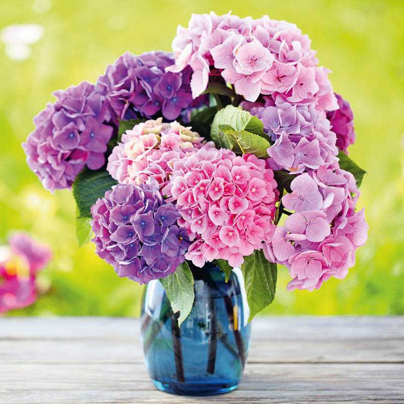 Nástenný kalendár (Kvety 2026) - 30 x 30 x 1 cm