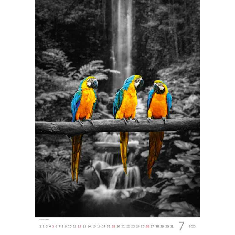 Nástenný kalendár (Colour Art 2026) - 31,5 x 52 cm
